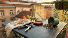 Lví žev na záhon i do truhlíku: proč „otevírá tlamu“ a jaké odrůdy vybrat