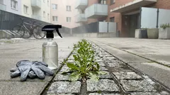 Plevel ve spárách se na jaře vrací? S octem to jde rychleji – když víte, kam a v jaké síle