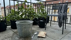 Když okurky v srpnu ztrácejí dech: jednoduchá zálivka se síranem draselným může prodloužit sklizeň