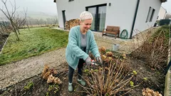 Hortenzie stromkovitá: proč kvete i po mrazech a jak vybrat odrůdu