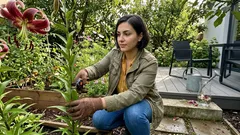 5 neobvyklých lilií, které udělají v záhonu wow efekt i na malé zahradě