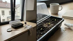 Březnový výsev rajčat na parapetu: pár detailů rozhodne o síle sazenic