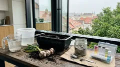 Velké hlávky česneku nejsou náhoda: kdy přidat draslík a fosfor a kdy zálivku naopak ubrat