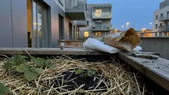 Co udělat s jahodníkem na přelomu března a dubna: tři chyby, které ho zbytečně oslabí